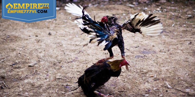 Cách Chọn Gà Đá Chất Lượng